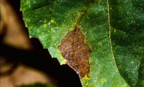 
          Phomopsis