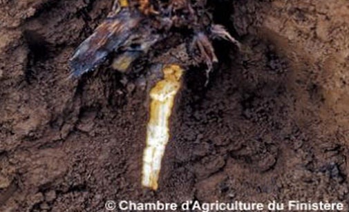
          Piétin verse - Pseudocercosporella herpotrichoides