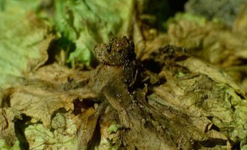 
          Pourriture grise de la salade
