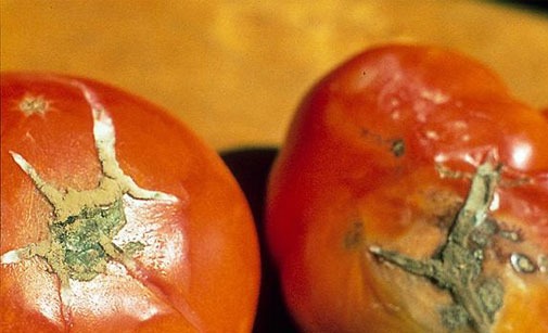 
          Pourriture grise de la tomate
