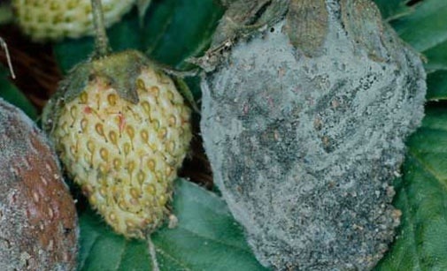 
          Pourriture grise du fraisier