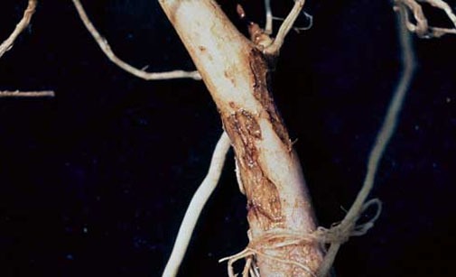 
          Rhizoctone brun de la pomme de terre - Rhizoctonia solani