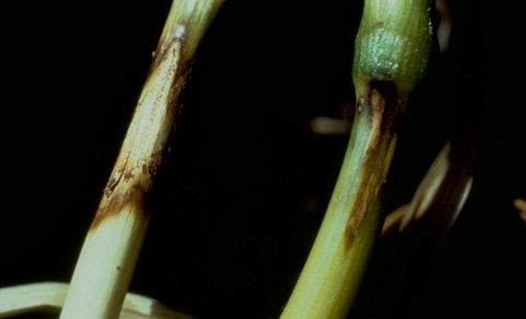 
          Rhizoctone des céréales