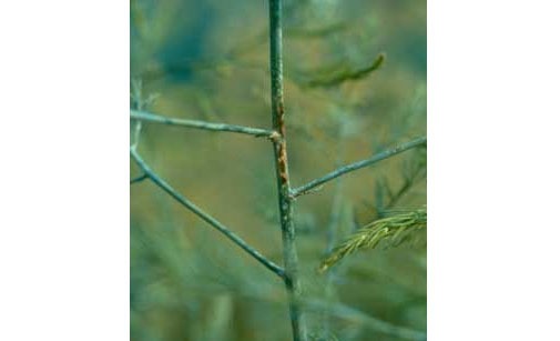 
          Rouille du feuillage- Puccinia asparagi
