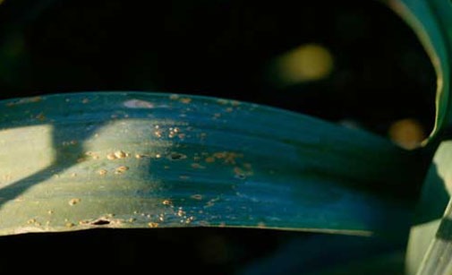 
          Rouille du poireau - Puccinia porri, Puccinia allii