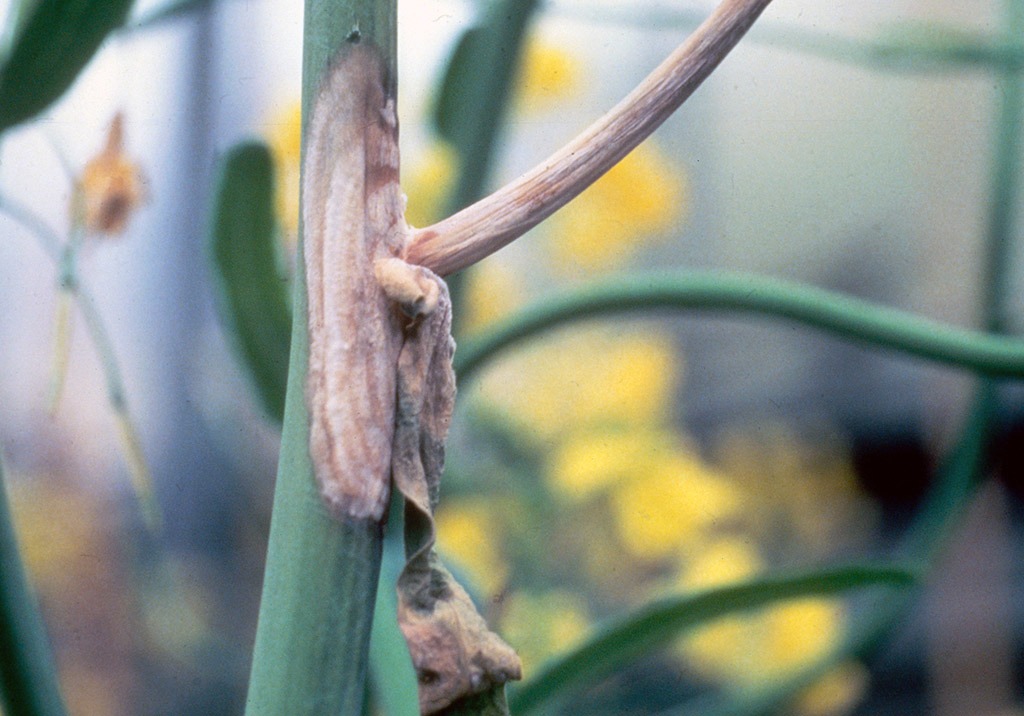 
          Sclérotinia du colza - Sclerotinia sclerotiorum