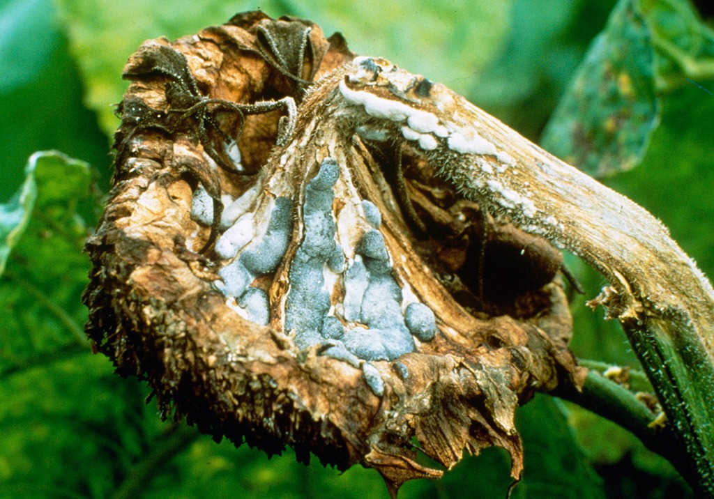 
          Sclérotinia du tournesol - Sclerotinia sclerotiorum