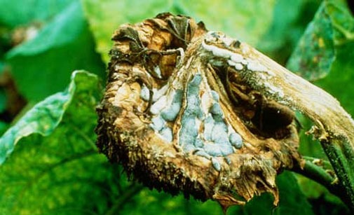 
          Sclérotinia du tournesol
