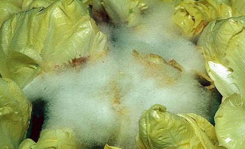 
          Sclérotiniose au forçage - sclerotinia sclerotiorum