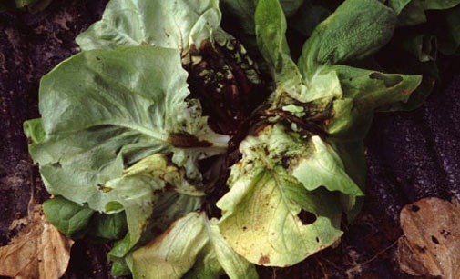 
          Sclérotiniose de la salade