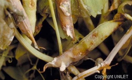 
          Sclerotinia sclerotiorum  sur le pois de conserve