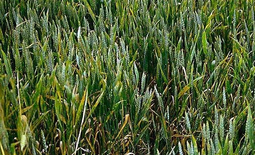 
          Septoriose des feuilles - Septoria tritici Septoria tritici
