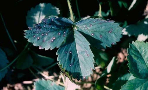 
          Tacheture foliaire