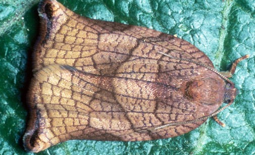 
          Tordeuse de la pelure (Podana) - Archips podana