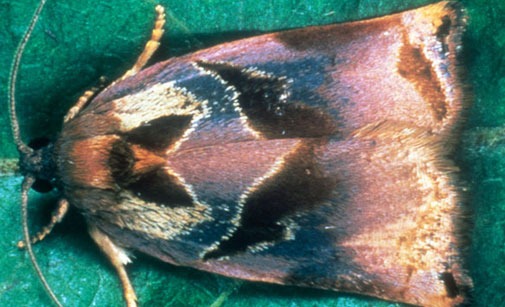 
          Tordeuse de la pelure (Podana)