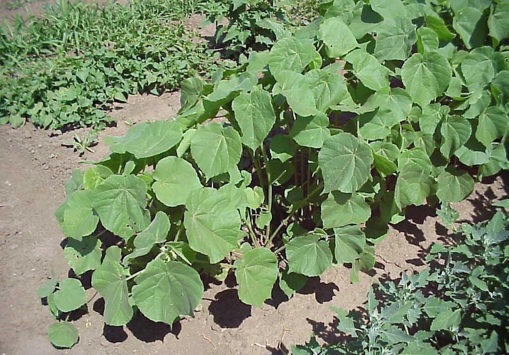 
          Abutilon d'Avicenne ABUTH