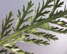 
          Achillée mille-feuilles (Achillea millefolium L.)