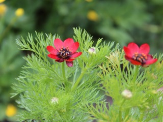 
          L'adonis d'été, Adonis aestivalis