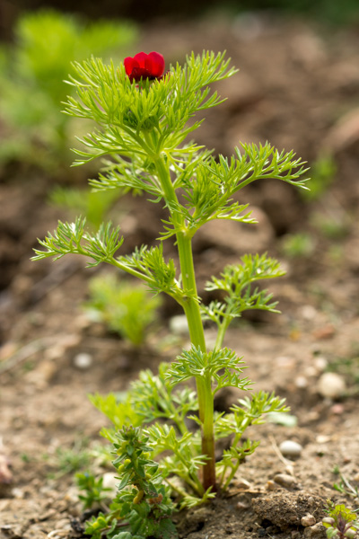 
          Adonis annua L. ( Adonis annuel )