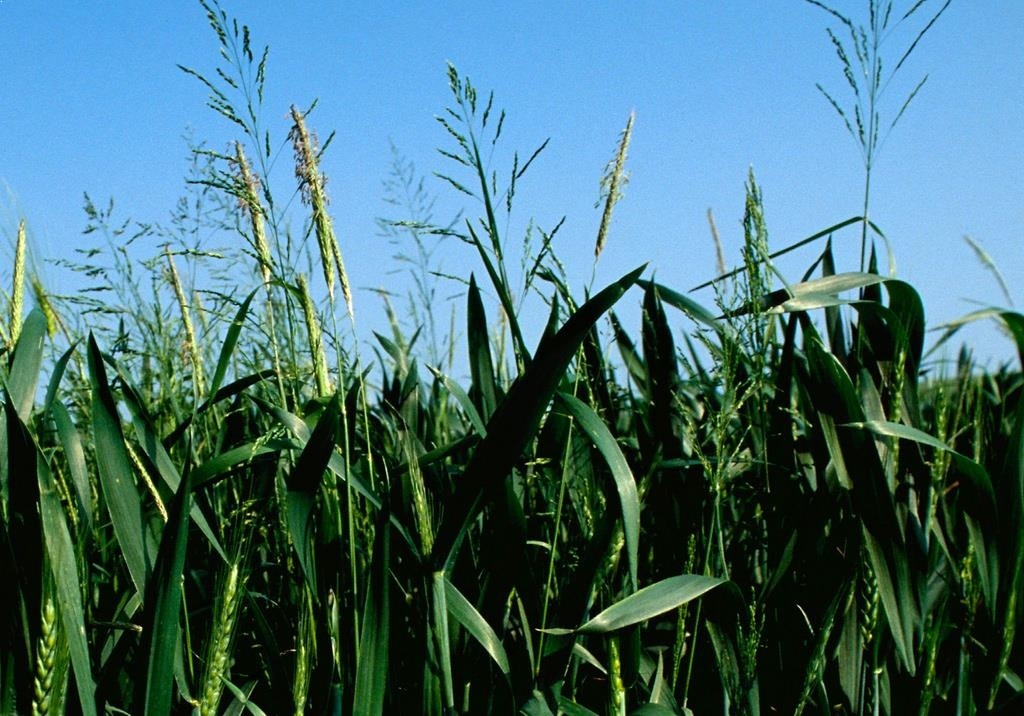 
          Agrostis stolonifère AGSST - Agrostis stolonifera