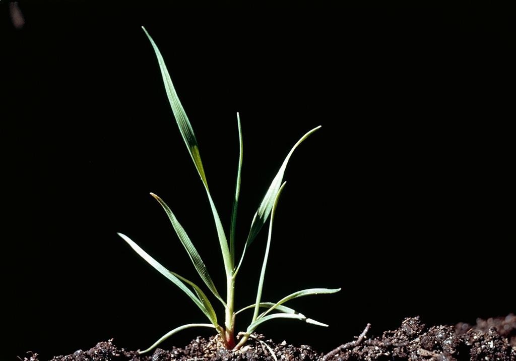 
          Agrostis jouet du ventAPESV