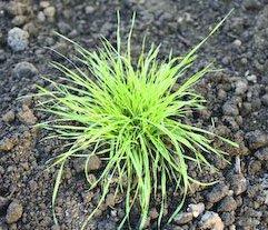 
          Agrostide jouet du vent : vigilance lors des hivers doux