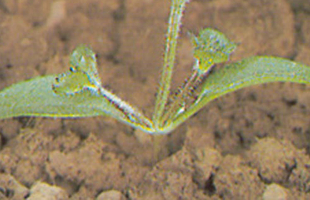 
          Agrostide jouet du vent sur céréales, blé tendre, orge, blé dur, pois, tournesol et féverole