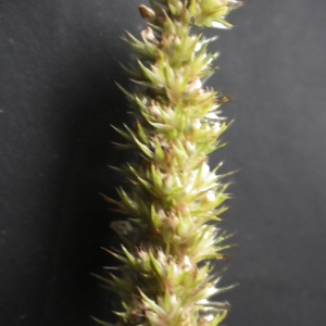 
          Amarantus albus L.