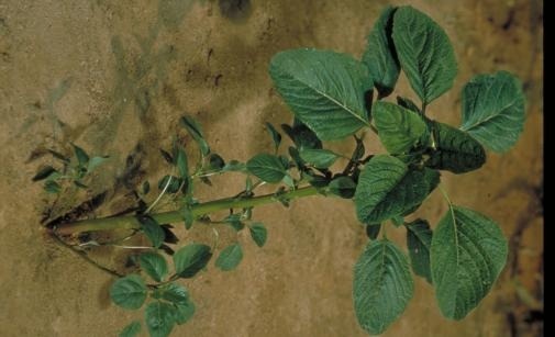 
          Amarante blite - Amaranthus blitum