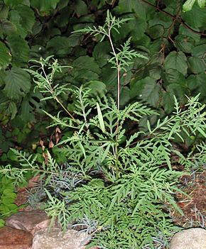 
          L'ambroisie Ambrosia artemisiifolia
