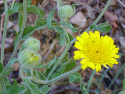 
          Andryala integrifolia