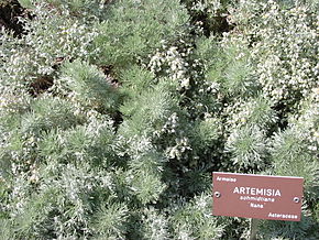 
          Armoise Artemisia