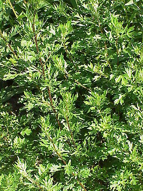 
          Artemisia vulgaris