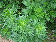 
          Artemisia vulgaris