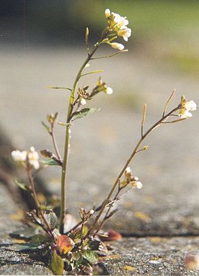 
          'Arabidopsis thaliana