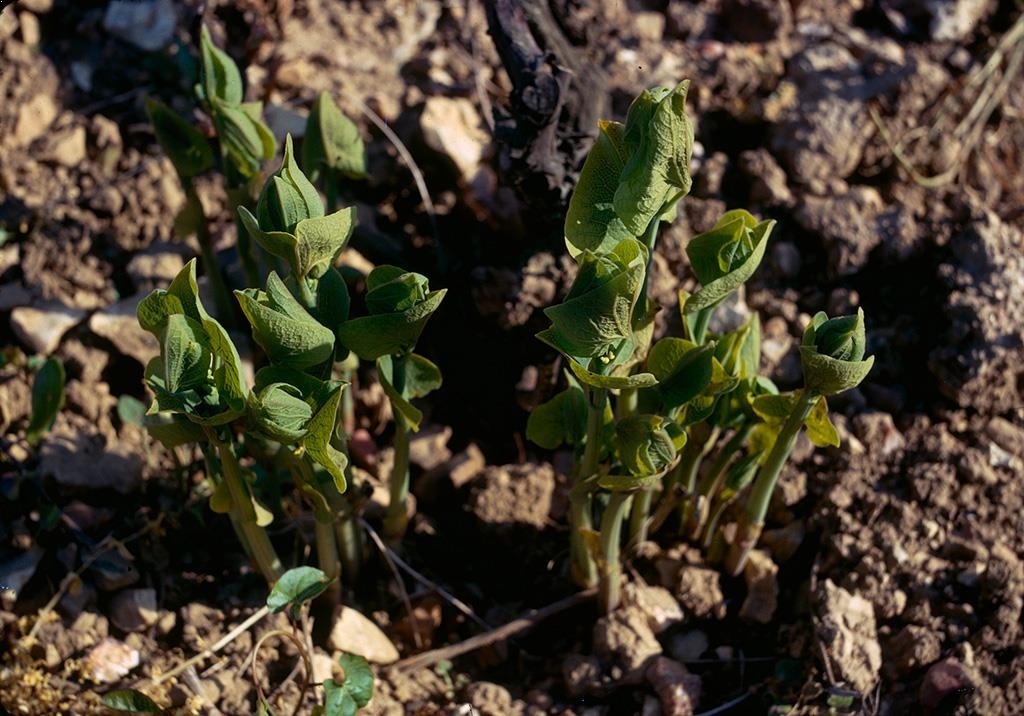 
          Aristoloche clématite