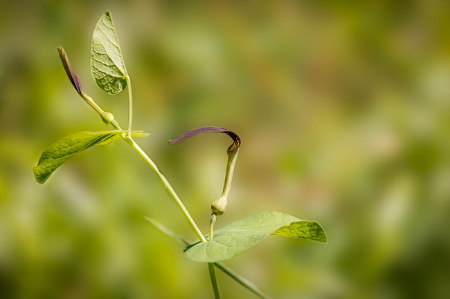 
          Aristoloche (Aristolochia), une grimpante volubile