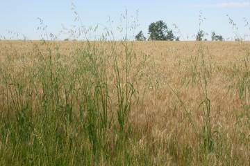 
          Avoine stérile ( Avena sterilis) 