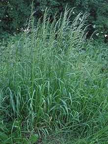 
          Arrhenatherum elatius