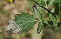 
          Barbarea vulgaris