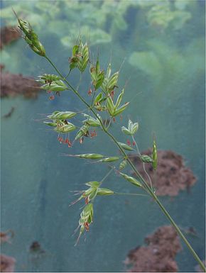 
          Brome mou