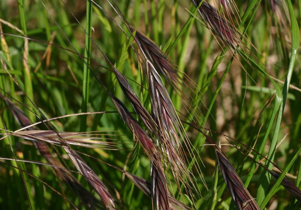 
          Brome à deux étamines