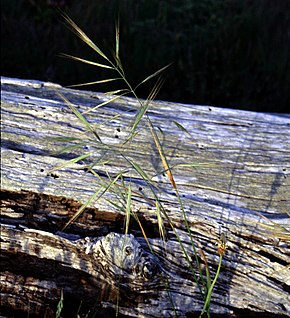 
          Bromus diandrus