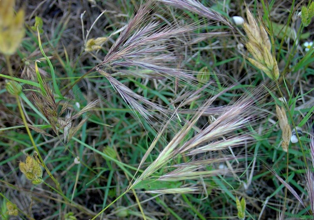 
          Brome à deux étamines
