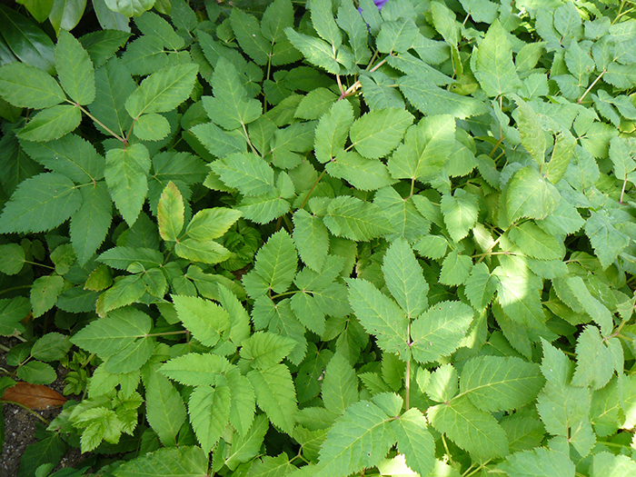 
          Aegopodium podagraria 