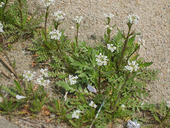 
          Capsella bursa-pastoris