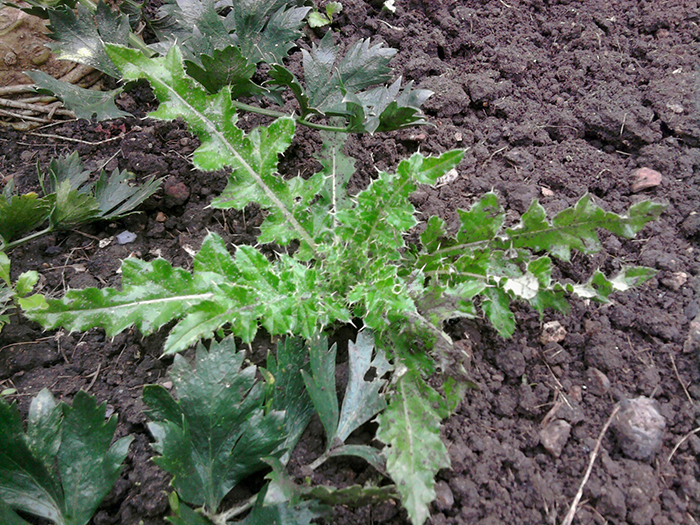 
          Cirsium arvense (Chardon des champs)