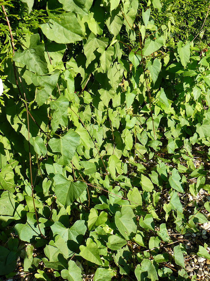 
          Convolvulus arvensis (Liseron des champs)