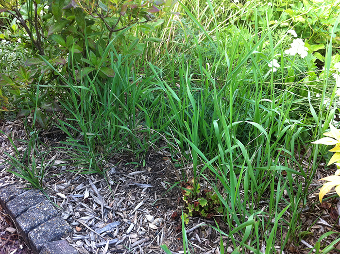 
          Elymus repens (Chiendent)