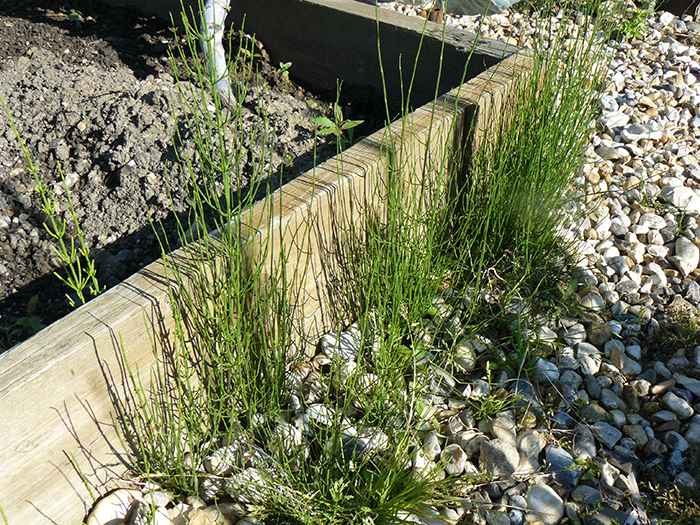 
          Equisetum arvense (Prêle des champs)